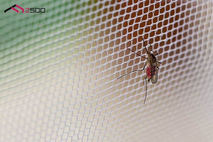 Insekty i inni nieproszeni goście w Twoim domu