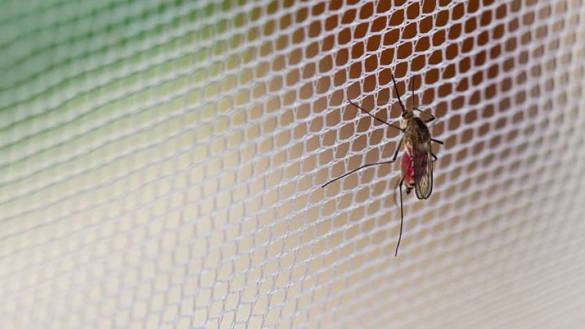 Insekty i inni nieproszeni goście w Twoim domu