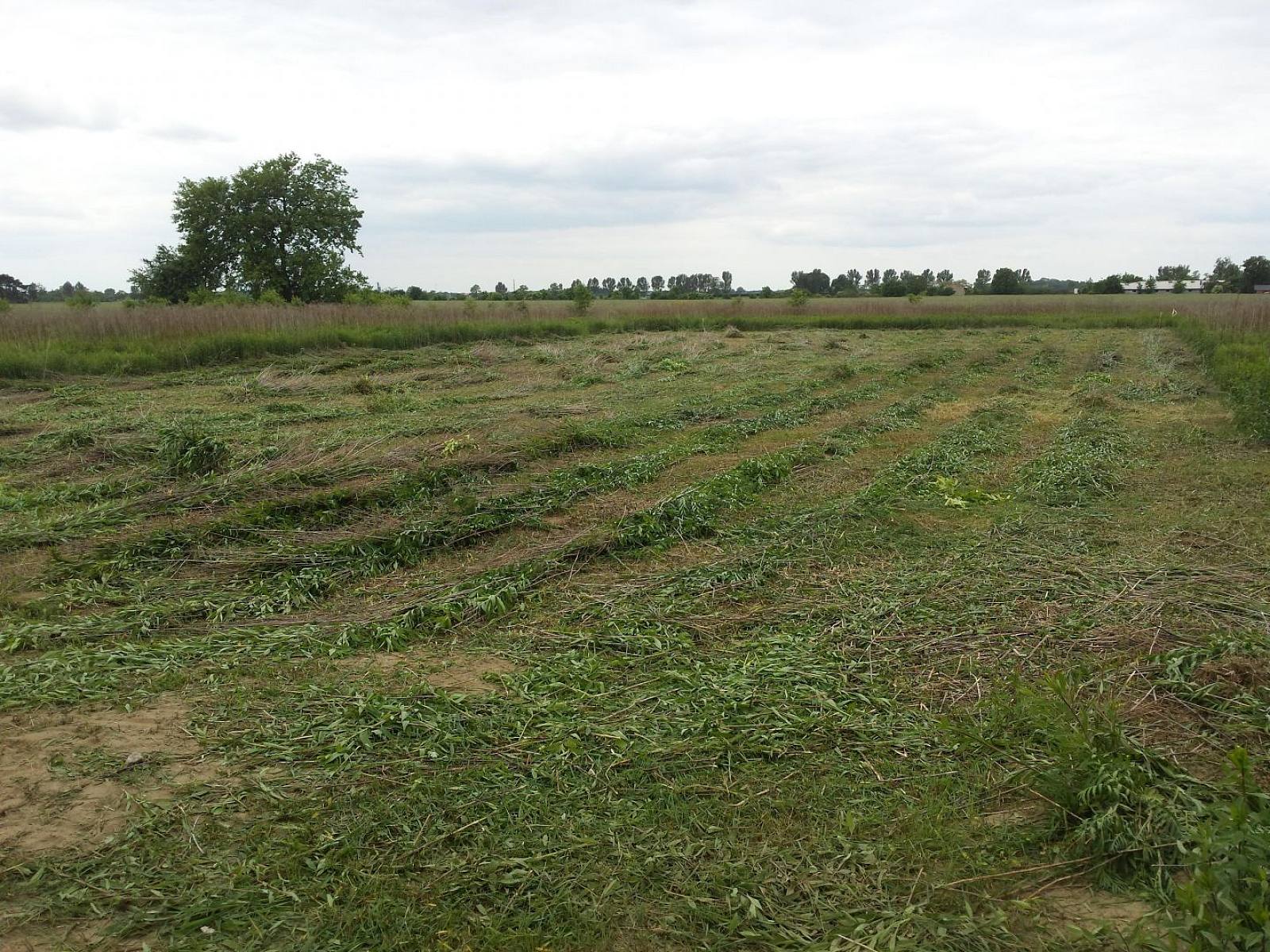 Królestwo Asi i Roberta