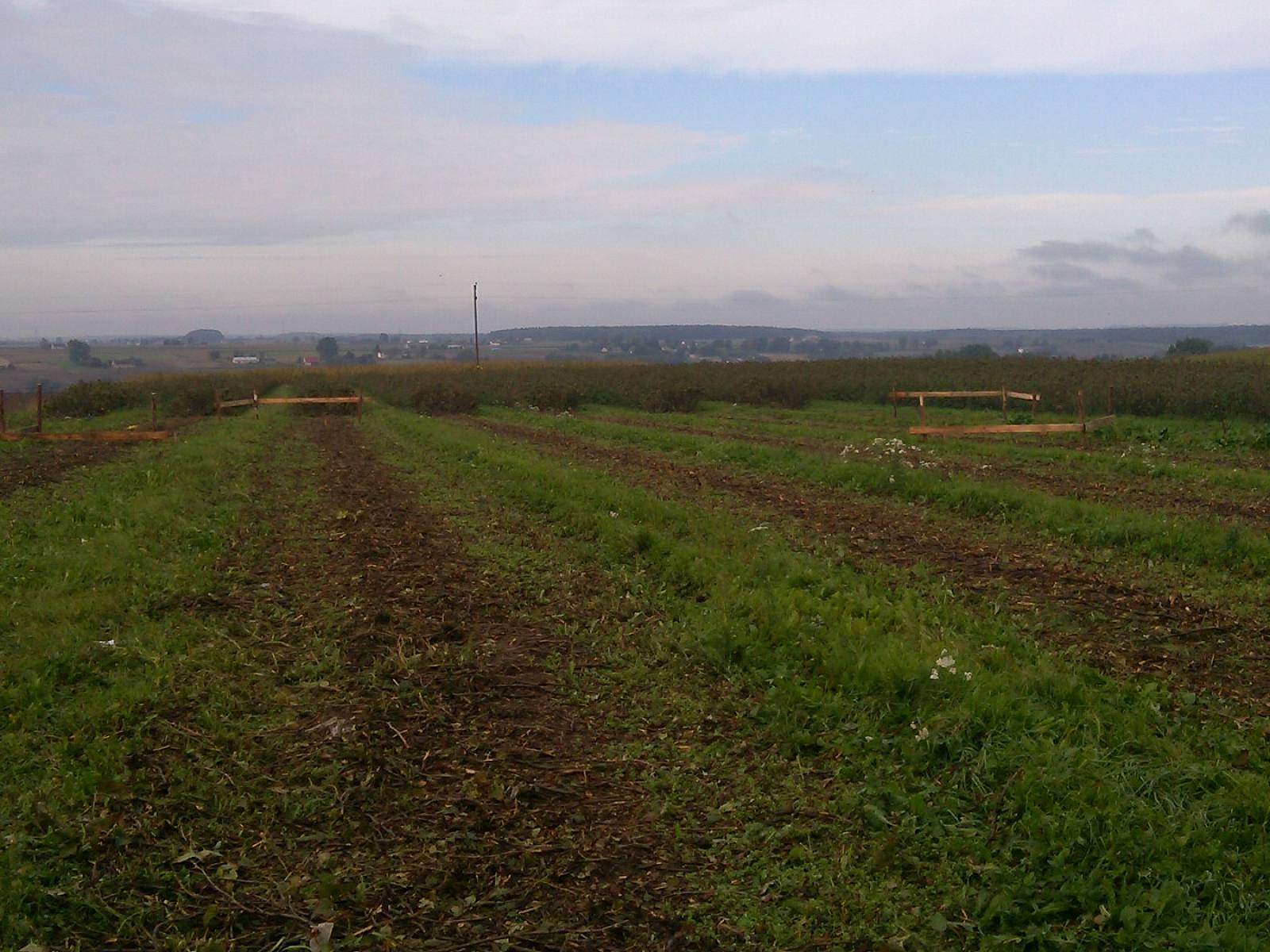 Larusia Ania Seba Zx106